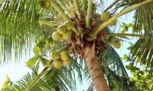 travaux spécifiques décocotage